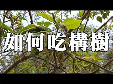 構樹功效|構樹